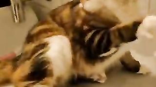 Funniest PET Videos Ever!!