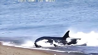 Killer whale