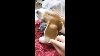 Cute animal videos