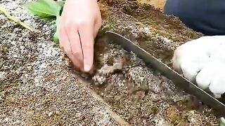 СЕЛСКО СТОПАНСТВО