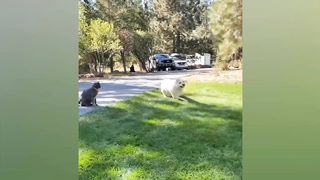 CATS AND DOGS Awesome Friendship - Funny Animal Videos 2023