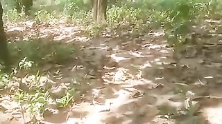 Pohon jati