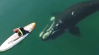 A giant whale approaches an unsuspecting surfer.  Video 2023