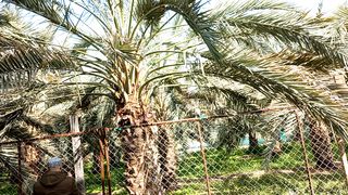 Hazrat Usman R.A ka khajoor ka bagh