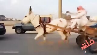 اسرع حمار بعالم