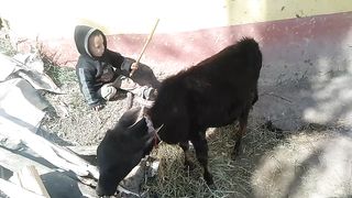 Funny child with cow hitting