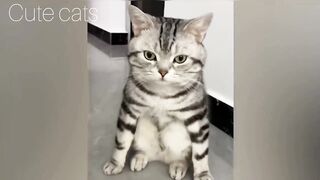 Cats funny | cats adventure