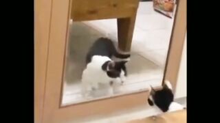 Funniest animals 2023 Funniest cats and dogs
