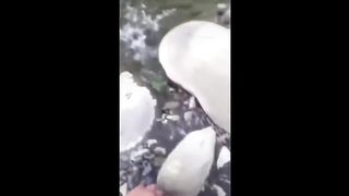 compilation meilleurs TIK TOK 2023