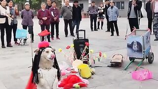 Dog dancing