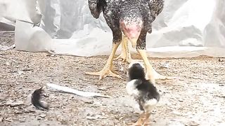 Aseel children of chicken