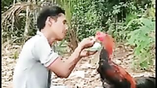 رشوه الديك
