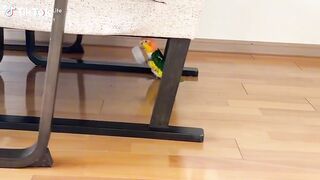 Funny video