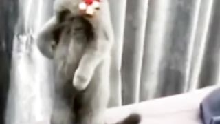 TikTok Funny Cat Video 2023 | Funniest Animal Video | TikTok Famous Cats 2023 | Funny Cat Video 2023