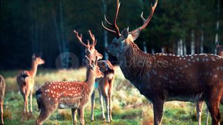 Amazing wild animals