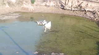 Ducks