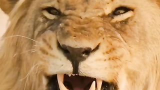 Lions attack