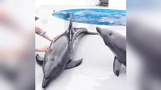 Dolphins