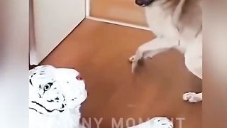 Funny Animals Video Clips |Funny Dogs Cats And Pets