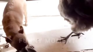 Funny Animals |Funny Dogs |Funny Cats |Funny Pets |Funny Moment Animals