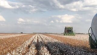 Colheita de Algodão Mato Grosso Brasil