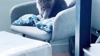Cute funny - cat cuts