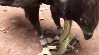 snake video eagle