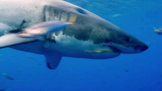SHARK HD VIDEO