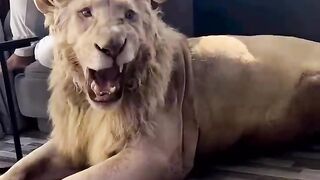 lion video in dubai