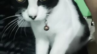 cat is obeying