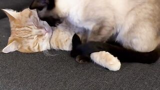Cute cats love ????