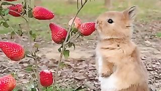 Cute rabbit????????????????