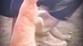 Viral cat video