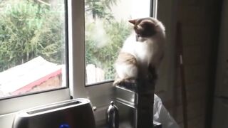 Les chats sont si drôles que vous pouvez mourir de rire