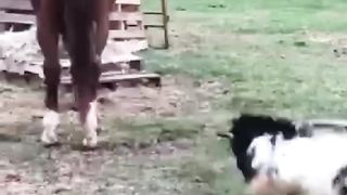 GOATS .dogs . cats . ducks &SHEEP are the FUNNIEST ANIMALS