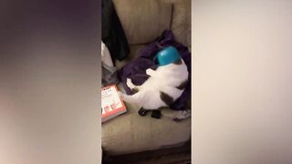 Meilleures vidéos d'animaux drôles de 2022 ????