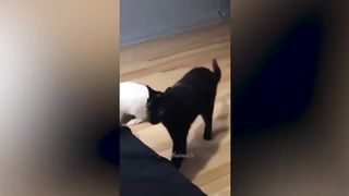 Meilleures vidéos d'animaux drôles de 2022 ???? - Vidéos de chats et de chiens les plus drôles ????????