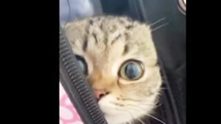 3:24 / 26:17   Funny Dogs And Cats Videos 2023 ???????? - Best Animal Videos Of The Month ????