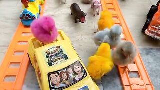 Beautiful chicks just "BORN" murgi hen small birds | Train helicopter jcb wala cartoon