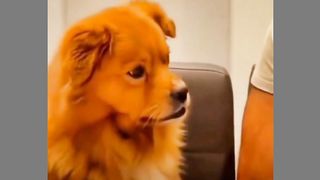 Funny dog and cat 2