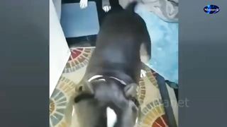 Funny Pitbull and American Bully Videos. Video 2023