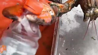 Maine lobster crusher vs pincher claw 2
