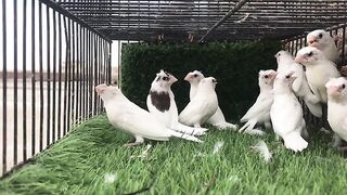 Finches Beauty, birds lover