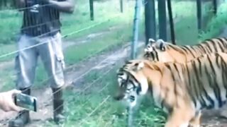 animals 2