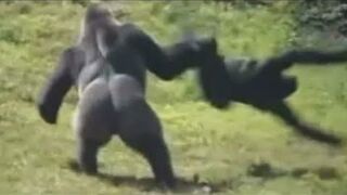You laugh you replay the video 2