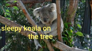 Sleepy koala on the tree !koala videos
