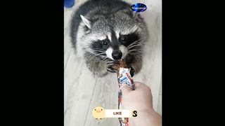 Stop, I'll get off!  Videos of funny dogs and cats for a good mood!  Video 2023