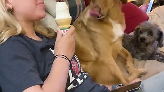 Dog Greedily Eyes Human Eating Ice
