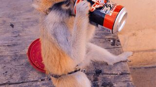 Monkey is drinking Funny video gone viral