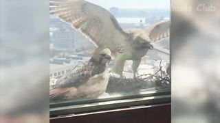 Funny Animal Videos 2022 ????   Funniest Cats And Dogs Videos ????????